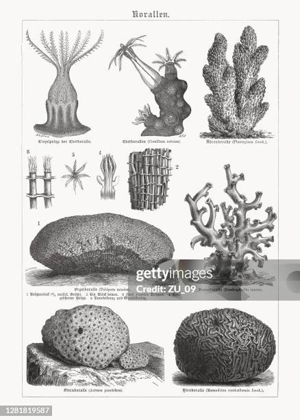 corals, wood engravings, published in 1893 - organ pipe coral stock illustrations
