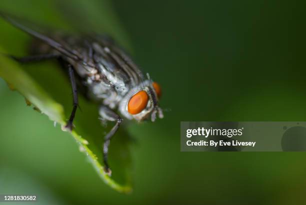 sarcophagus fly - sarcophagus stock pictures, royalty-free photos & images