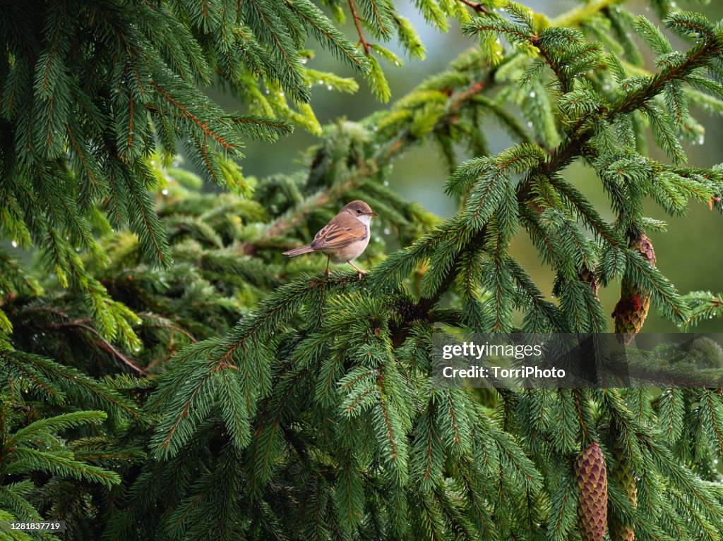 Little bird on a fir branch in forest
