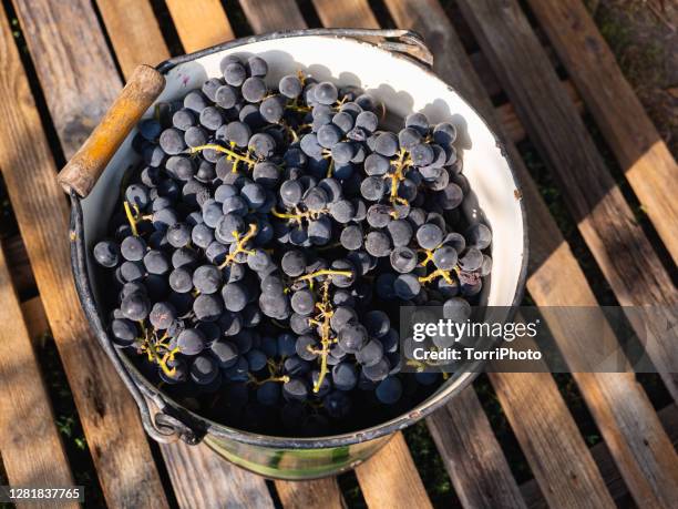 bucket full of cropped wine grapes - blauer spätburgunder traube stock-fotos und bilder
