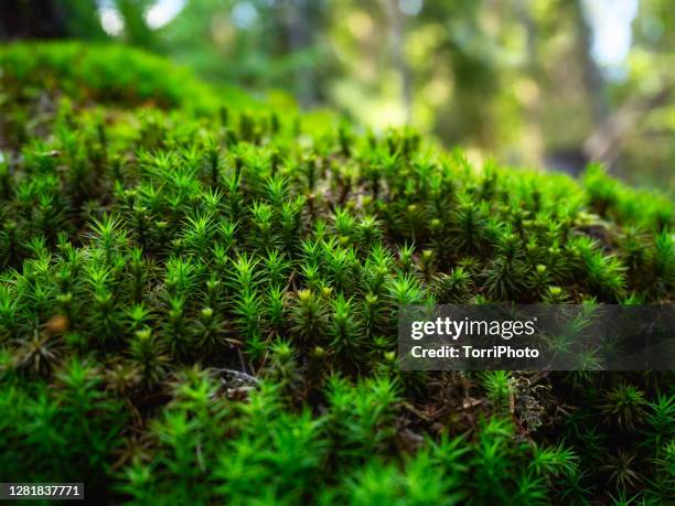 157 Haircap Moss Photos and Premium High Res Pictures - Getty Images 157 Haircap Moss Photos and Premium High Res Pictures - Getty Images