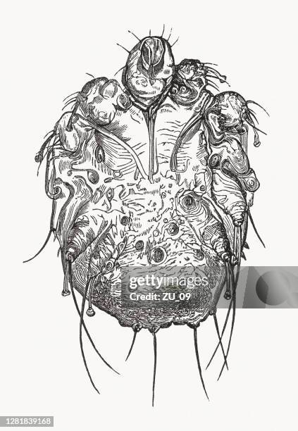 itch mite (sarcoptes scabiei), microscopically enlarged, wood engraving, published 1893 - scratching skin stock illustrations