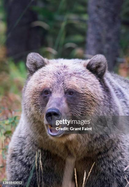 57 Grant Range Wilderness Stock Photos, HighRes Pictures, and Images