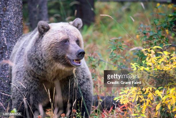 female grizzly bear. - banff stock-fotos und bilder