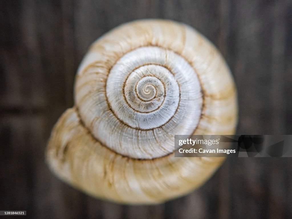 Close up detail of light brown spiral shell resting on wood surface