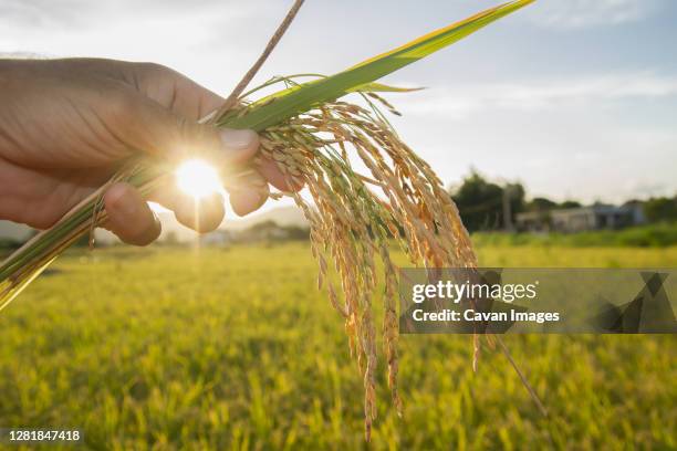 beautiful sunset in a rice field ,hand holding rice ears or plant close up in a rice field with sun flare and blurred background - sembrar fotografías e imágenes de stock