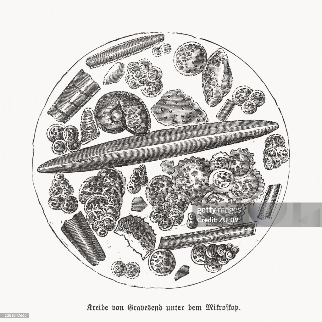 Microscopic magnification of chalk, wood engraving, published in 1893