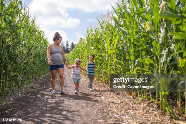 pregnant mother exploring corn maze with her two children, - corn maze imagens e fotografias de stock