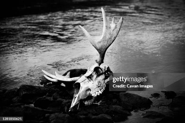moose skull lying on rocks in a river - moose swedish stock pictures, royalty-free photos & images