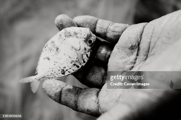 a small fish in a sandy hand - kerala food stock-fotos und bilder