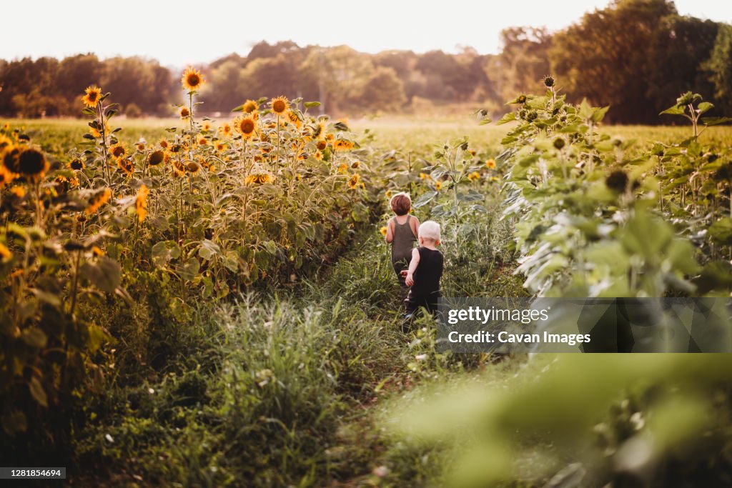Far away back view of children running in a sunflower field in summer