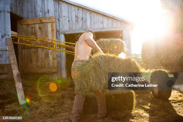 backlit scene of field worker lifting bale of hay onto conveyor belt on family farm in rural maine - picking up stock pictures, royalty-free photos & images