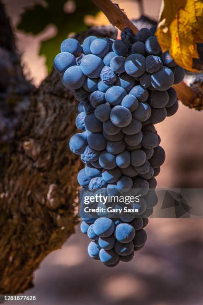 mature red grapes on the vine. sonoma county, california. - sonoma valley stock pictures, royalty-free photos & images