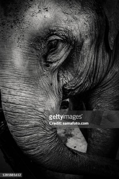 elephant - elephant eyes stock pictures, royalty-free photos & images