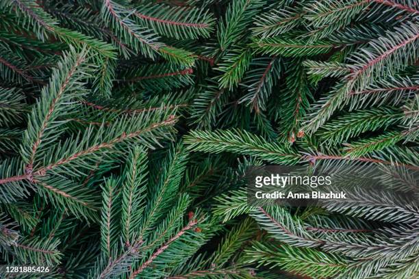 christmas festive greeting card with pine tree branches and string lights, natural fir background - christmas tree detail stock pictures, royalty-free photos & images