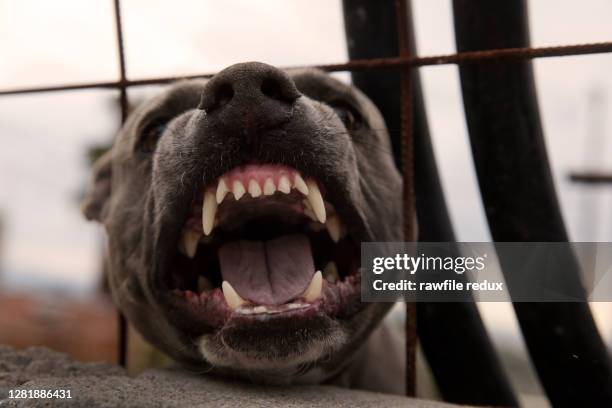 anger - warnschild hund stock-fotos und bilder