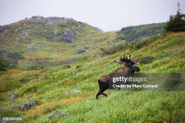 a huge moose (alces alces), gros morne national park, newfoundland & labrador, canada - canada wildlife stock pictures, royalty-free photos & images