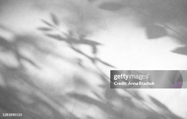 trendy photography effect of sun light reflection over white background for overlay, plant branches shadow - sombra fotografías e imágenes de stock