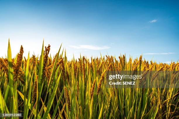 low angle view of wheat growing on field against sky - low angle view of wheat growing on field against sky fotografías e imágenes de stock