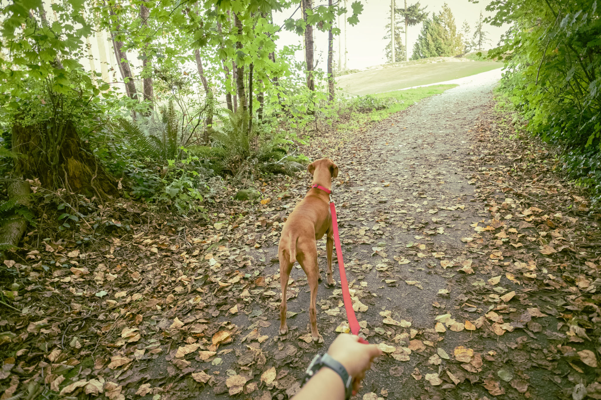 dog walking park