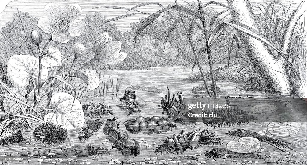 Caddisfly larvae and their various shells