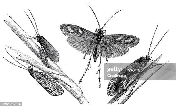 caddis flies on white background - pencil drawing stock illustrations