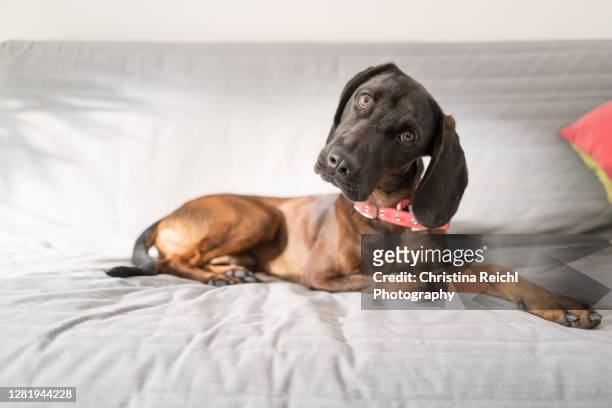 cute dog laying on couch and looking at its owner - hund stock-fotos und bilder