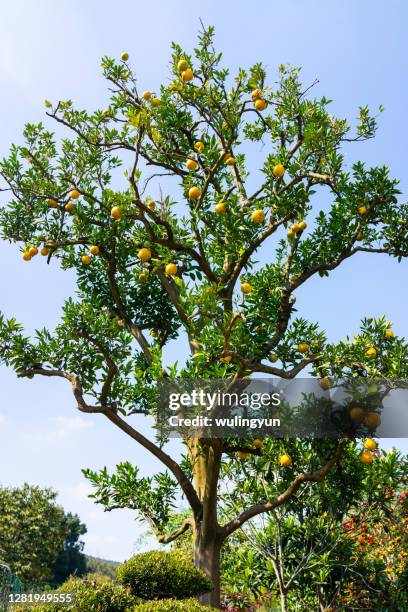 citrons on tree in autumn - citron stock pictures, royalty-free photos & images