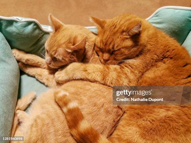 2 red cats against each other - charleroi stock pictures, royalty-free photos & images