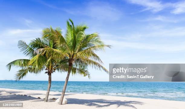 tropical beach - palmera fotografías e imágenes de stock