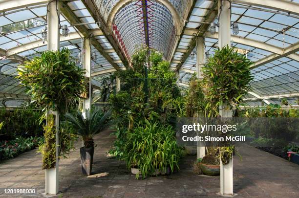 orchid house, jardin botanico del bosque de chapultepec, mexico city, mexico - chapultepec fotografías e imágenes de stock