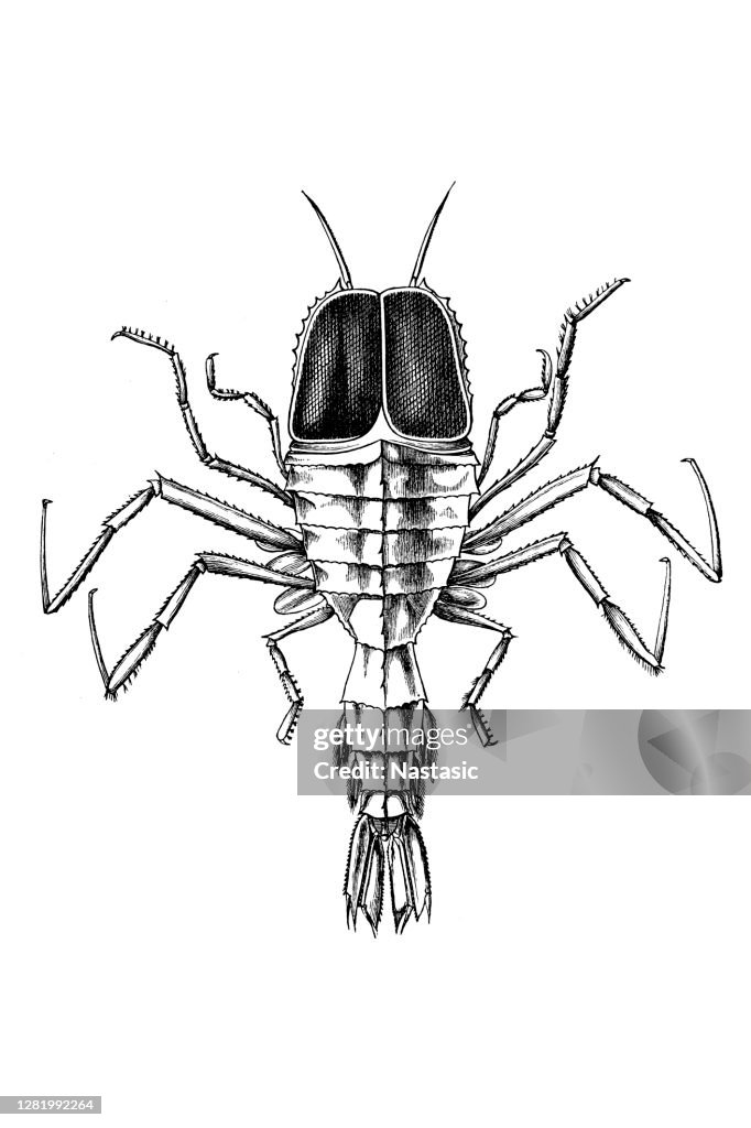 Transparent ocean-shrimp (Cystosoma Neptuni)