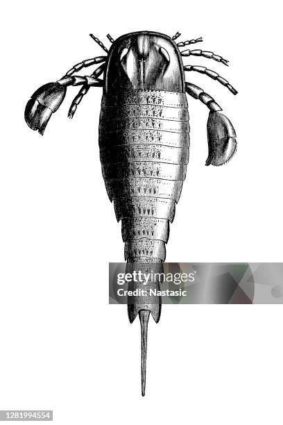 eurypterus is an extinct genus of eurypterid, a group of organisms commonly called "sea scorpions" - ordovician period stock illustrations