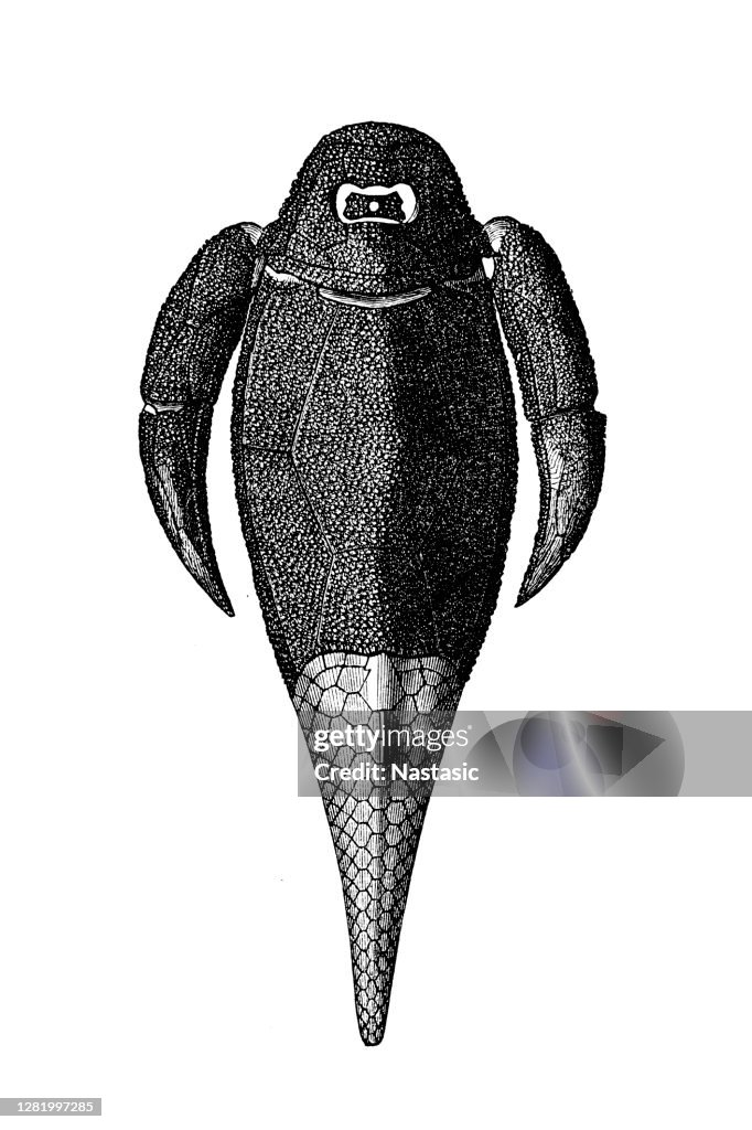 Pterichthyodes is a genus of antiarch placoderm fishes from the Devonian period