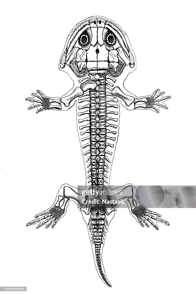 Branchiosaurus Branchiosaurus Is A Genus Of Small Lightly Built Early Prehistoric ...