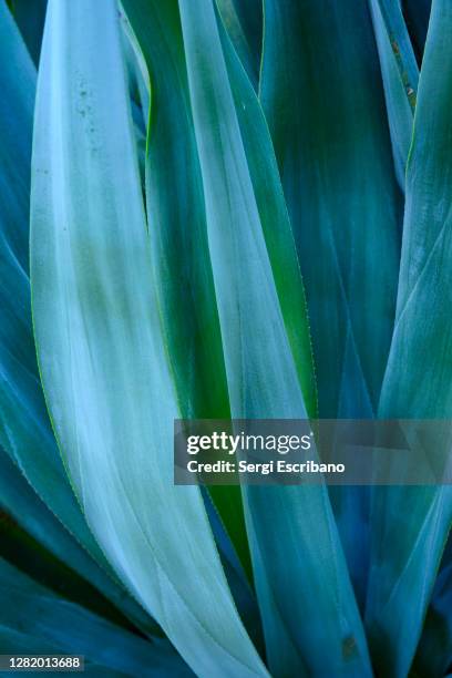 blue agave - agave plant stockfoto's en -beelden
