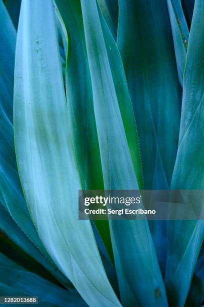 blue agave - blue agave plant stock pictures, royalty-free photos & images