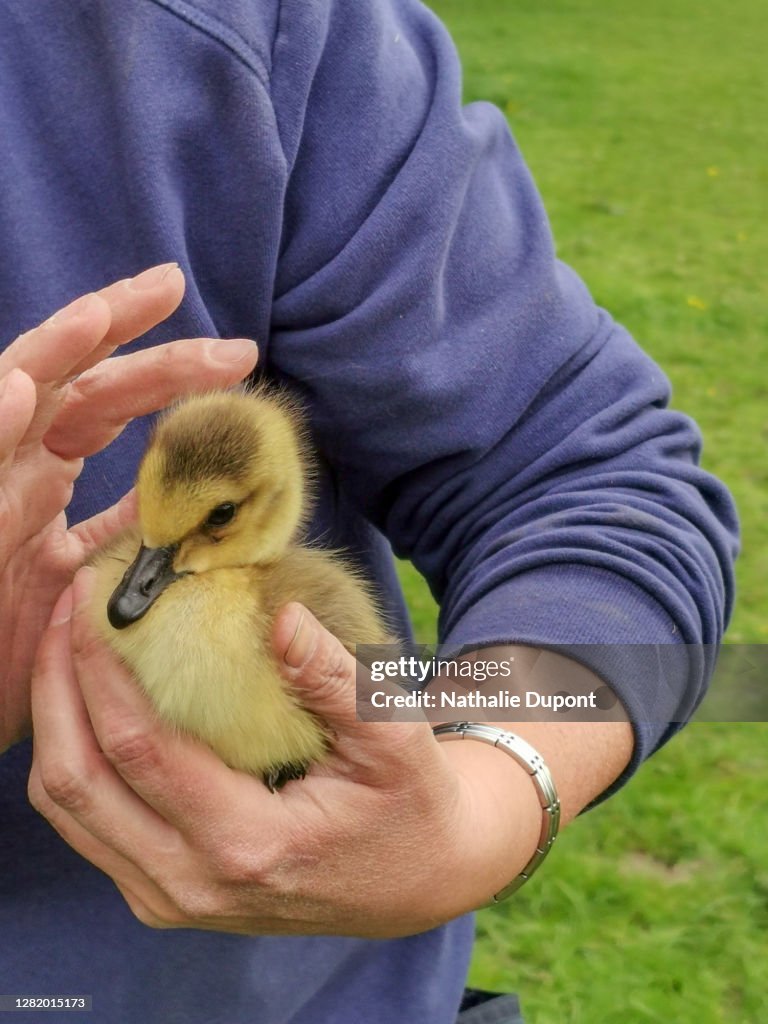 Little gosling collected