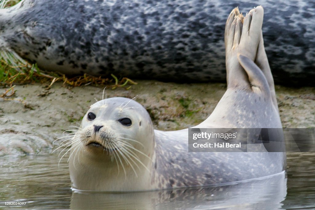 Harbor Seal Resting On Mud Flat High Res Stock Photo Getty Images harbor-seal-resting-on-mud-flat-high-res-stock-photo-getty-images