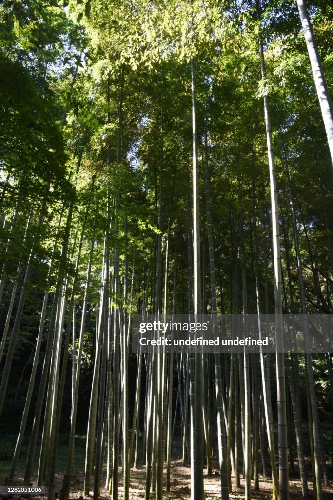 Scena della foresta di bambù.