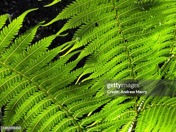 translucent green tree fern closeup, rainforest, sunlight - tree fern stock pictures, royalty-free photos & images