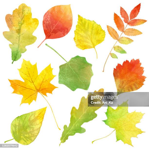 aquarell herbstblätter - ahornblatt freisteller stock-grafiken, -clipart, -cartoons und -symbole