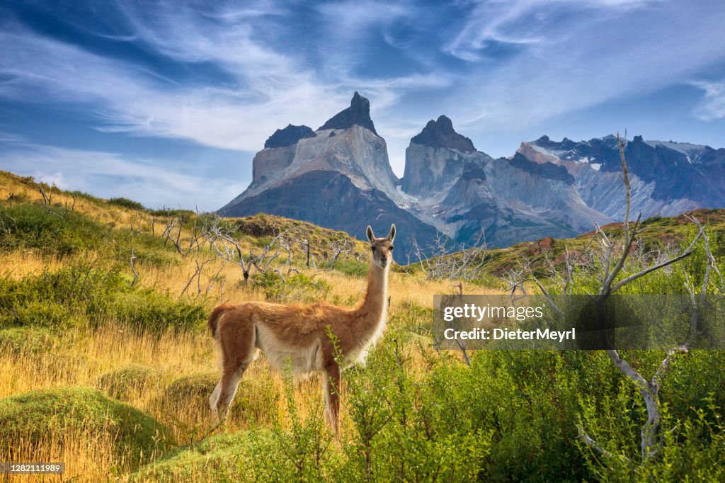 Guanaco en Torres del Paine