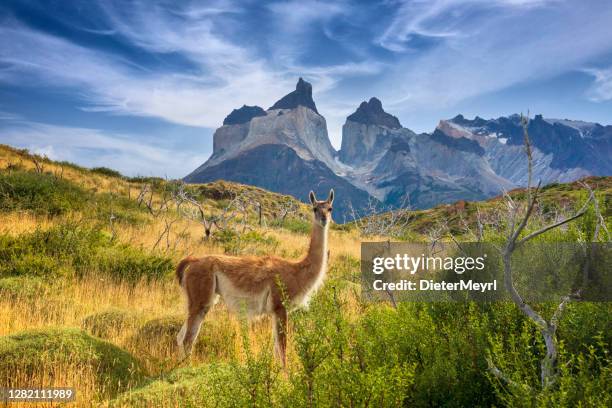 guanaco en torres del paine - patagonia argentina fotografías e imágenes de stock