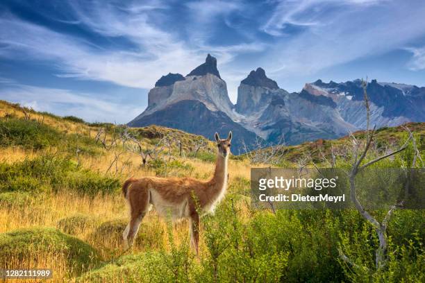 guanaco at torres del paine - torres del paine national park stock pictures, royalty-free photos & images