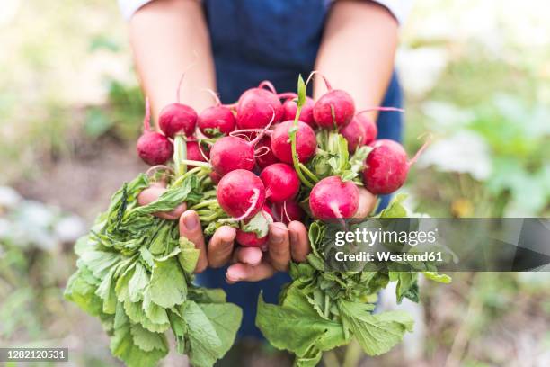 hands of woman harvesting fresh radishes at vegetable garden - radijs stockfoto's en -beelden