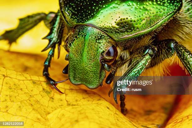 groene roze chaferkever (cetonia aurata) op gele esdoornblad close-up macro. - green which rose stockfoto's en -beelden