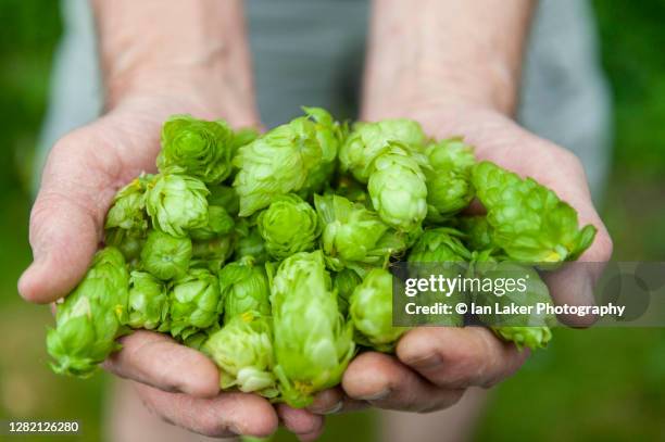 littlebourne, kent, uk. 6 september 2020. freshly harvested hops. - 蛇麻草 個照片及圖片檔