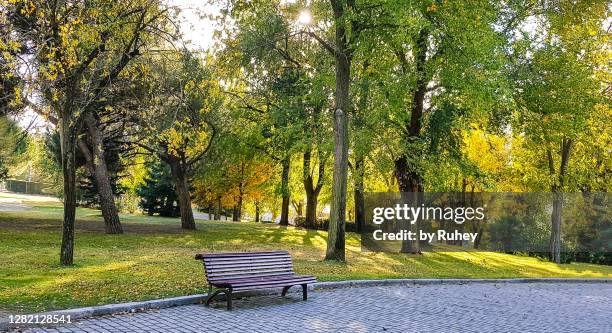 quiet area of a public park on a sunny autumn afternoon - park bench fotografías e imágenes de stock