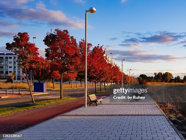 pedestrian avenue with a row of schubert chokecherry trees (prunus virginiana 'schubert') with their characteristic red autumn color - valladolid spanish city stock-fotos und bilder